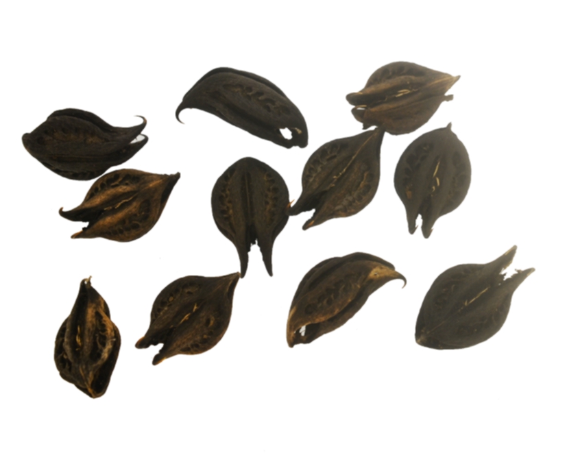 Fava garra - Tamanhos variados (5 unidades)